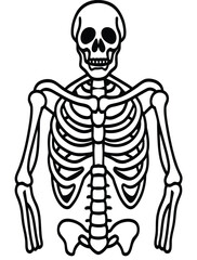 Human skull and skeleton anatomy illustration in 3D medical style