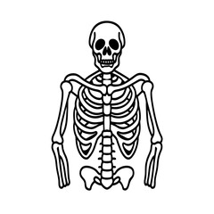 Human skull and bones medical illustration with anatomical skeleton elements