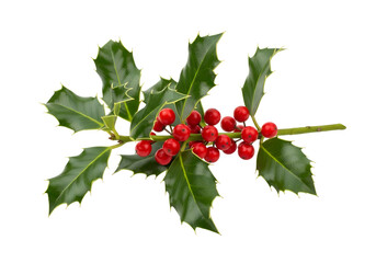 A vibrant branch of holly with bright red berries against a stark black backdrop displays a festive and natural holiday motif.