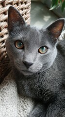 Grey cat heterochromia looking at camera