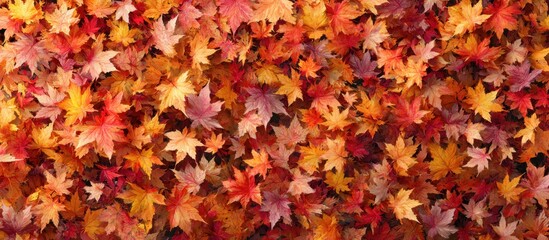 Autumn maple leaves creating colorful fall season background