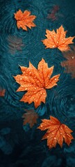 Autumn maple leaf floating on water with rain drops and ripples