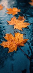 Autumn maple leaf floating on rippling water surface