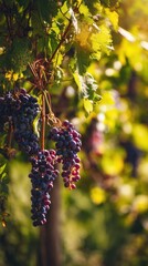 Ripening red grapes hanging on a vine in a sunny vineyard