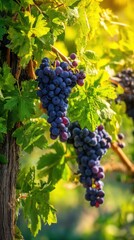 Ripe dark grapes hanging on vineyard vine receiving sunlight