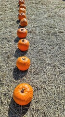 Pumpkins Autumn Farming Harvest Field Straw Seasonal Decoration