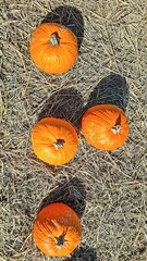Pumpkins Bright Orange Nature Farm Autumn Harvest Field