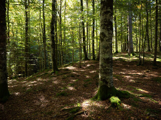 Trees Forest with tall trees