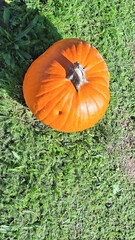 Bright Orange Pumpkin Growing Fresh Green Grass Field Harvest Nature
