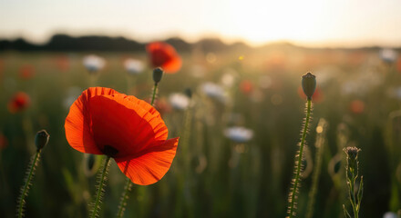 Obraz premium Vibrant Poppy Field at Sunset A Serene Landscape of Red Flowers and Green Grass Bathed in Warm Sunlight Evoking Tranquility and Natural Beauty