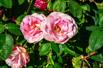 Park Pink Roses Close-up
