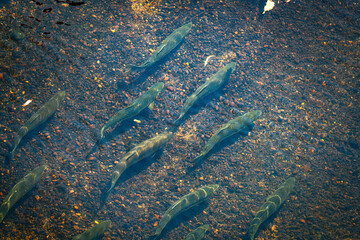 River Swimming Salmon 6