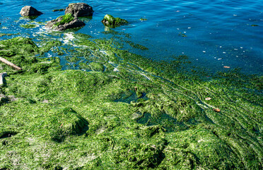 Thick Shoreline Seaweed 3
