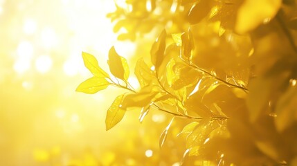 Golden sunlight through leaves