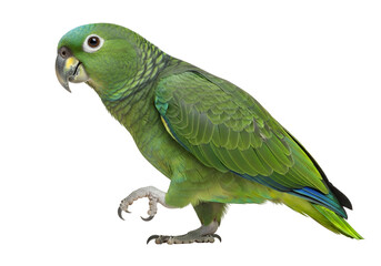 Obraz premium Vivid green parrot, presented in profile, showcasing detailed plumage against a plain black background.