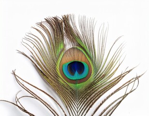 Obraz premium peacock feather isolated on white background cutout