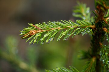Closeup of Evergreen Pine Branch with Dew Drops