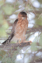 Juvenile goshawk perched in an acacia tree in the Kalahari Desert