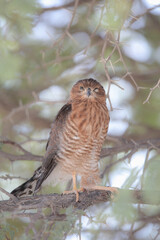 Juvenile goshawk perched in an acacia tree in the Kalahari Desert