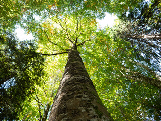 Tall Tree Treetop Green tree seen from above, looking up at the tall big tree in the forest