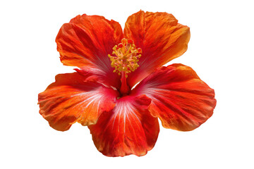 Vibrant red and orange hibiscus flower isolated against a clean transparent background