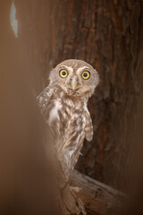 Pearl-spotted owlet perched in a tree while preparing to go hunting