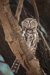 Pearl-spotted owlet perched in a tree while preparing to go hunting