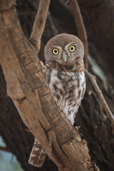 Pearl-spotted owlet perched in a tree while preparing to go hunting