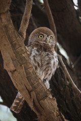 Pearl-spotted owlet perched in a tree while preparing to go hunting
