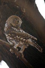 Pearl-spotted owlet perched in a tree while preparing to go hunting