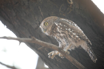 Pearl-spotted owlet perched in a tree while preparing to go hunting