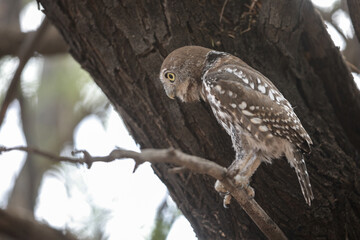 Pearl-spotted owlet perched in a tree while preparing to go hunting