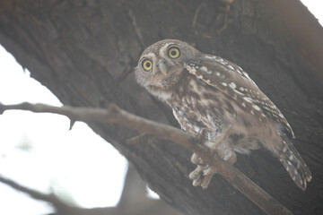 Pearl-spotted owlet perched in a tree while preparing to go hunting
