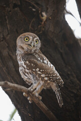 Pearl-spotted owlet perched in a tree while preparing to go hunting