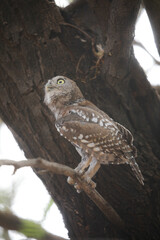 Pearl-spotted owlet perched in a tree while preparing to go hunting