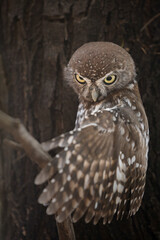 Pearl-spotted owlet perched in a tree while preparing to go hunting