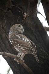 Pearl-spotted owlet perched in a tree while preparing to go hunting