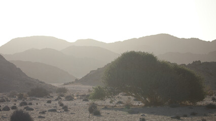 Lonely tree pushing through to grow in the arid Richtersveld mountainous landscape