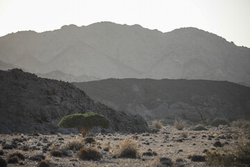 Lonely tree pushing through to grow in the arid Richtersveld mountainous landscape
