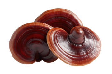 Close up shot of three fresh reishi mushrooms against a transparent background