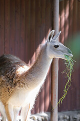 A baby guanaco eats grass in a zoo on a sunny day