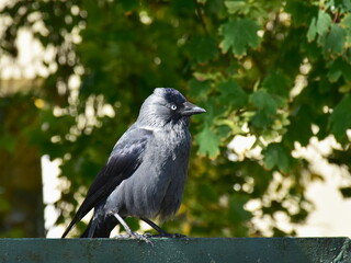 hooded crow Corvus cornix hoodie here in nature of Poland
