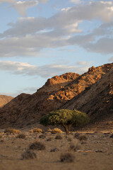 Lonely tree pushing through to grow in the arid Richtersveld mountainous landscape