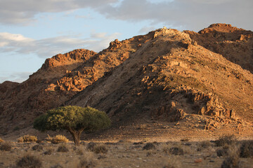 Lonely tree pushing through to grow in the arid Richtersveld mountainous landscape