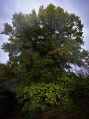 Obraz premium tree in the park with dark sky