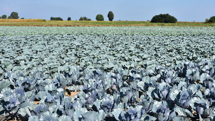 growing of red and white head cabbage in agriculture part of Poland,Europe