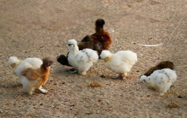 The Chinese Silk Chicken and Rooster breed is a miniature decorative breed of chicken.