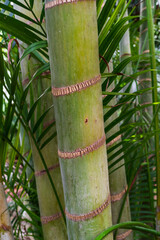 Fototapeta premium A close-up of a vibrant green tropical palm tree trunk with detailed segmented rings against a lush foliage background.