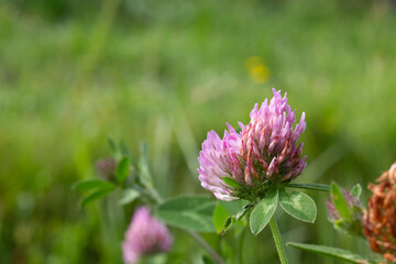 Beautiful purple clover blossoms blooming in a sunny grass field during spring season