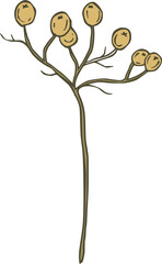 Hand Drawn Seed Pod Stem Illustration botanical drawing isolated on a transparent background